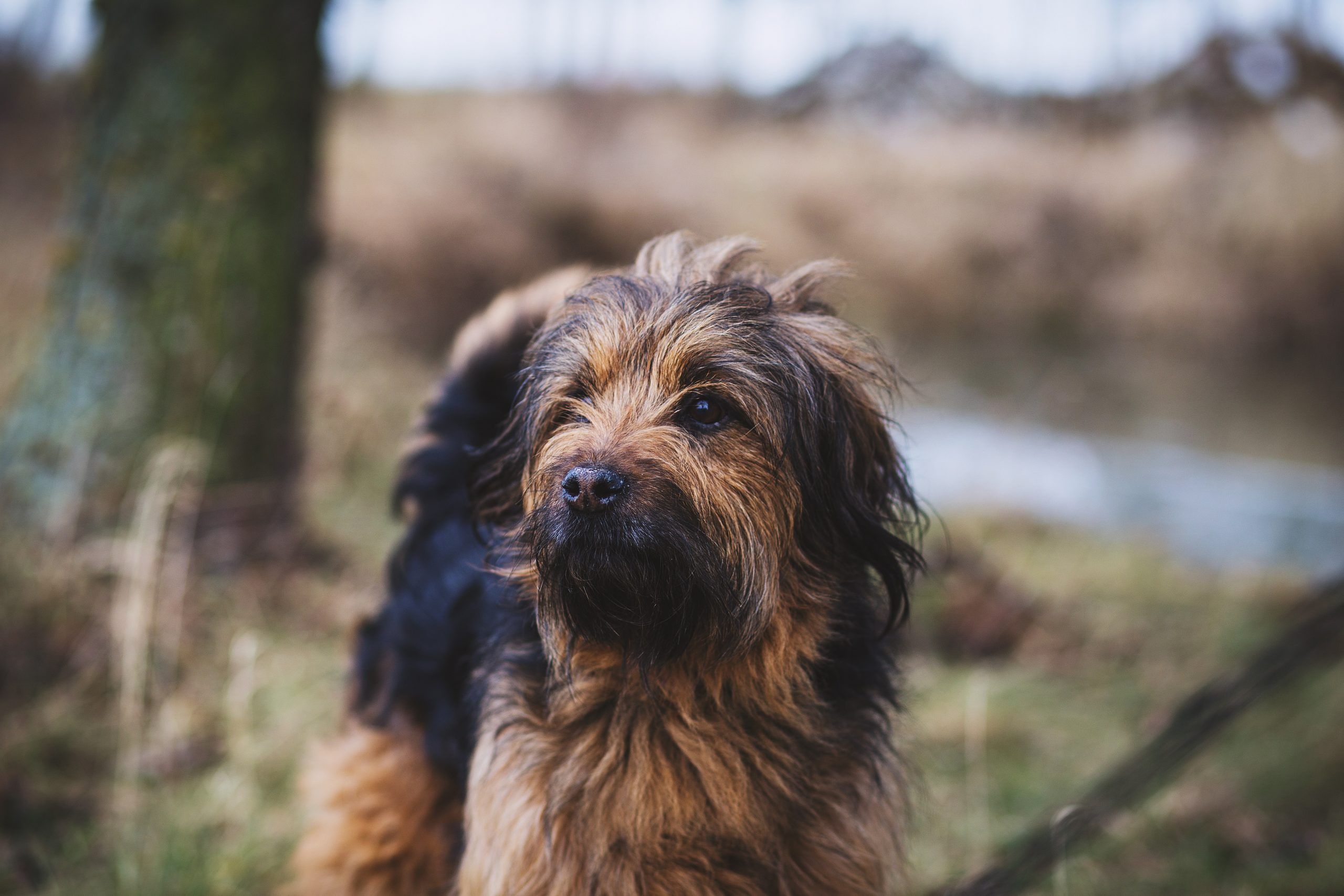 osteopaat voor honden