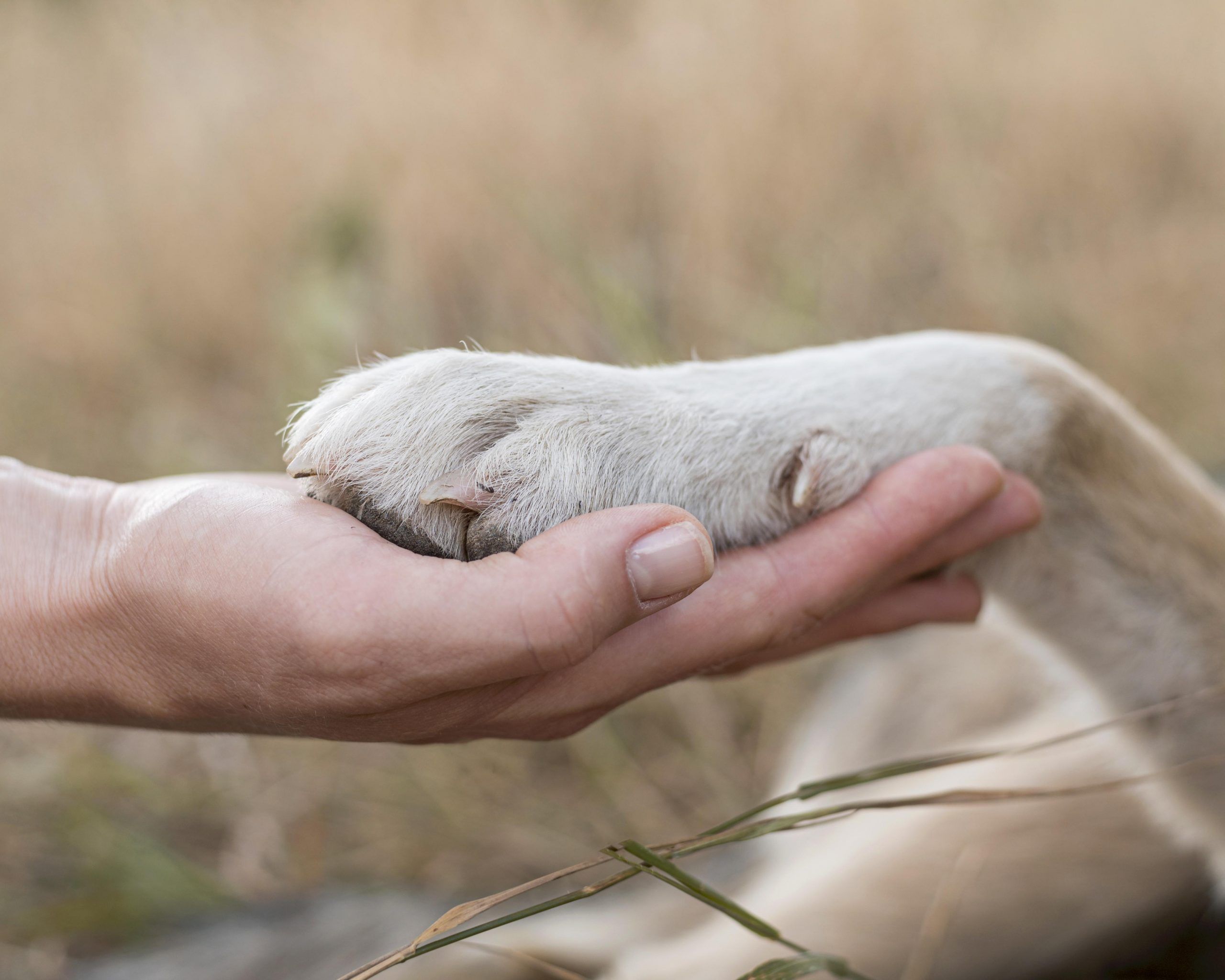 osteopaat hond